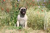 BULLMASTIFF 239